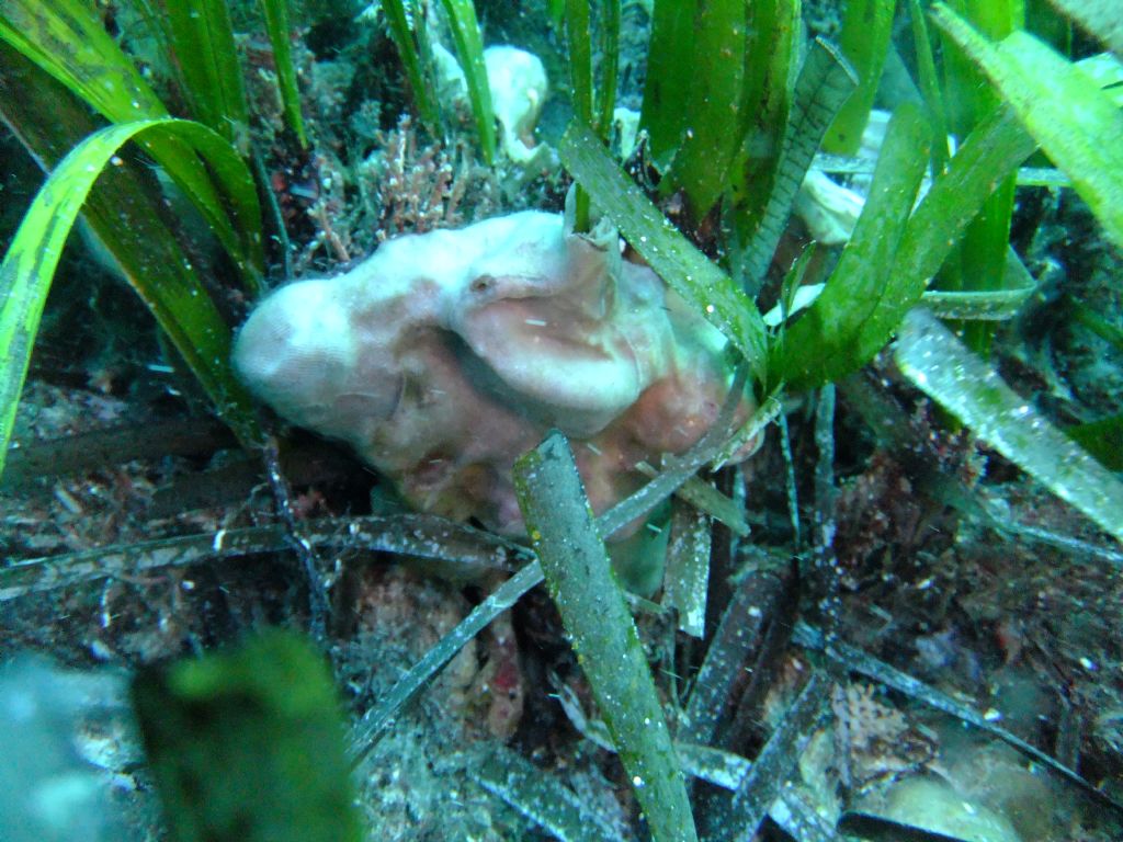 Briozoo intorno a Posidonia (Calpensia nobilis)